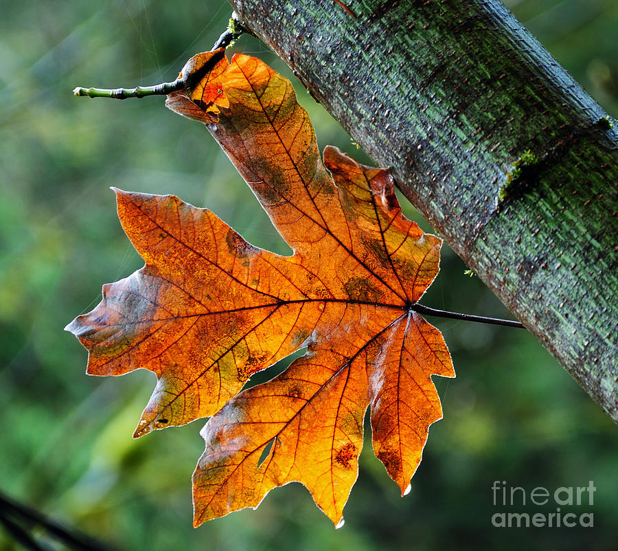 Autumn Leaf Photograph by Vivian Christopher