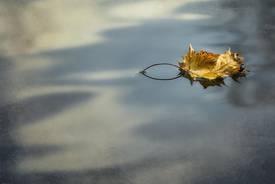 Autumn Leaf Photograph by Yelena Rozov