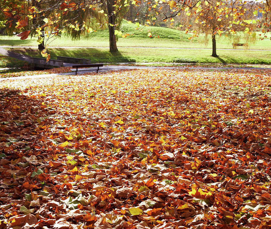 Autumn Leafs In A Park Photograph by Paul Viant