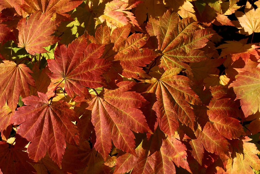 Autumn leaves 00 Photograph by Ron Harpham