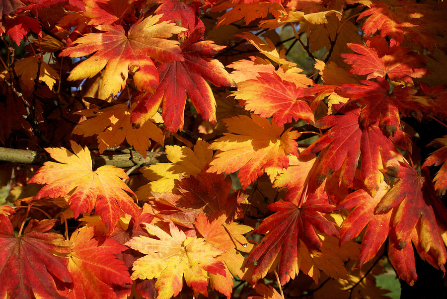 Autumn leaves 09 Photograph by Ron Harpham