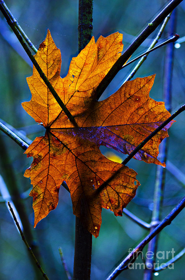 Autumn Leaves 1 Photograph by Bob Christopher