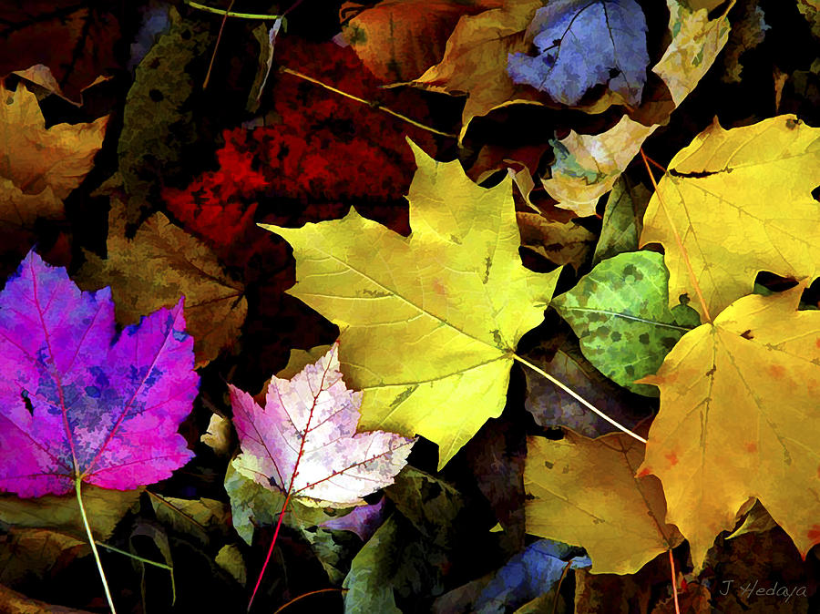 Autumn Leaves 1 Photograph by Joseph Hedaya