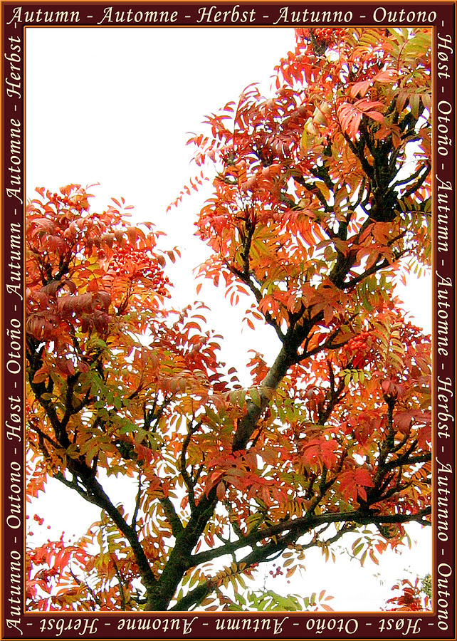 Autumn Leaves 3 Photograph by Helene U Taylor