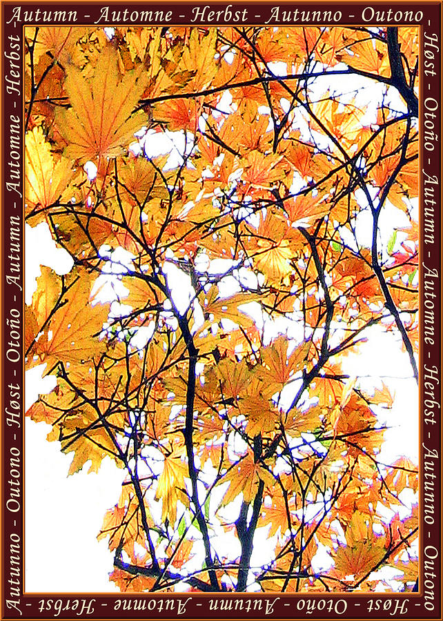 Fall Photograph - Autumn Leaves 4 by Helene U Taylor