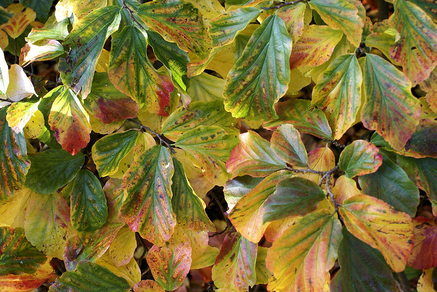 Autumn Leaves 79 Photograph by Ron Harpham