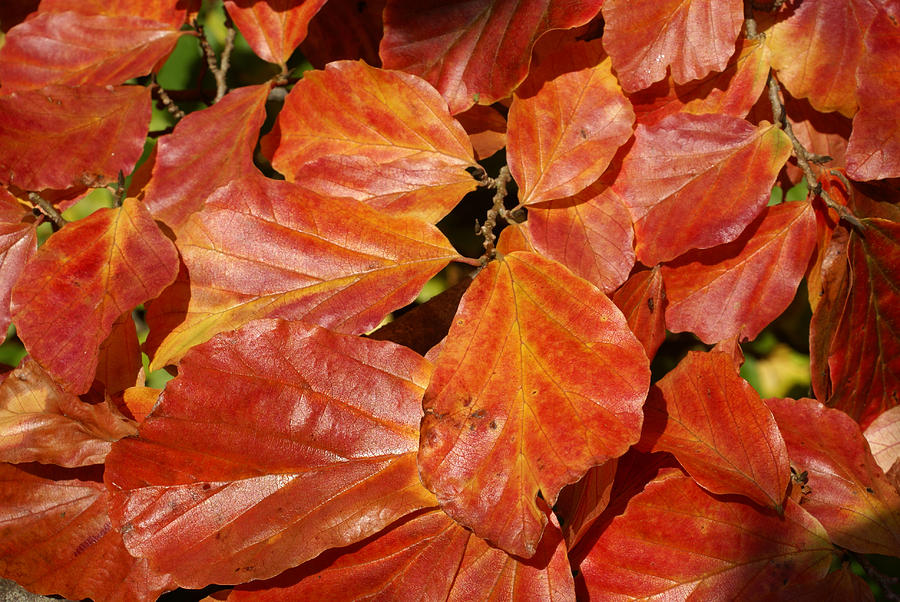 Fall Photograph - Autumn leaves 80 by Ron Harpham
