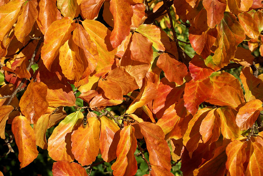 Autumn leaves 82 Photograph by Ron Harpham