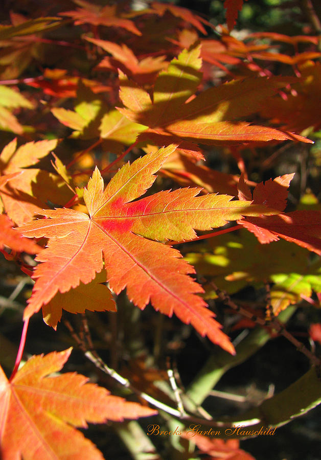 Autumn Leaves - Japanese Maple Leaves - Macro Fall Leaves Photograph by Brooks Garten Hauschild