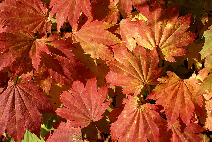 Autumn leaves 98 Photograph by Ron Harpham