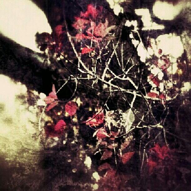 Abstract Photograph - Autumn Leaves #abstract #snapseed by Steve Cooksey