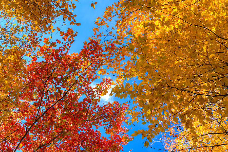 Autumn Leaves Against The Sky Photograph by Matt Dobson