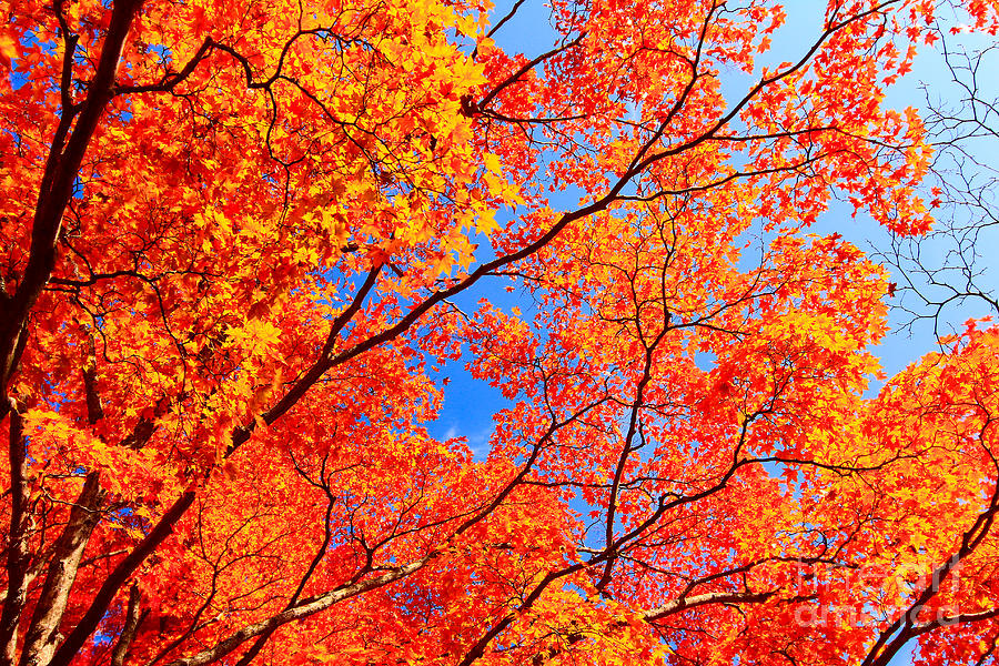 Autumn Leaves and Blue Sky Photograph by Beverly Claire Kaiya