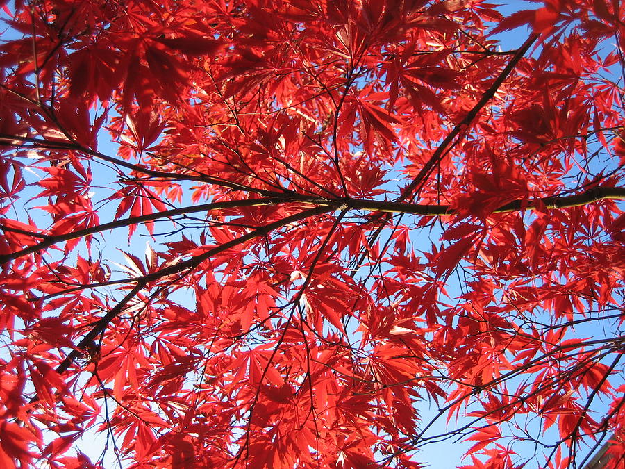 Autumn Leaves and Blue Sky Photograph by Hope VanCleaf - Fine Art America