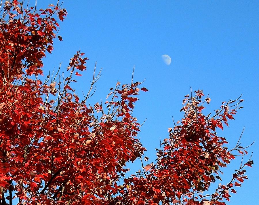 Autumn Leaves and Moon Photograph by Pete Trenholm