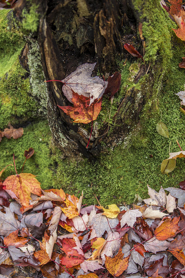 Autumn leaves and moss  Photograph by John McGraw
