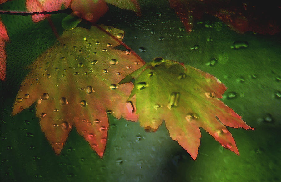 Fall Photograph - Autumn Leaves and Rain by Marie Jamieson