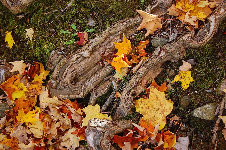 Autumn Leaves and Tree Roots Photograph by Judy Swerlick