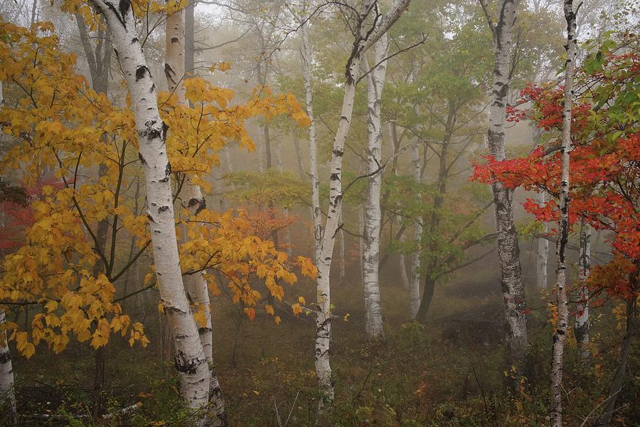 Autumn Leaves And White Birch Photograph by Y.zengame