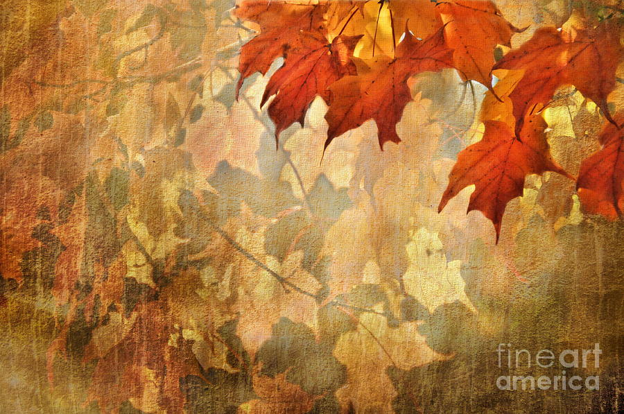 Autumn Leaves  Photograph by Andrea Kollo