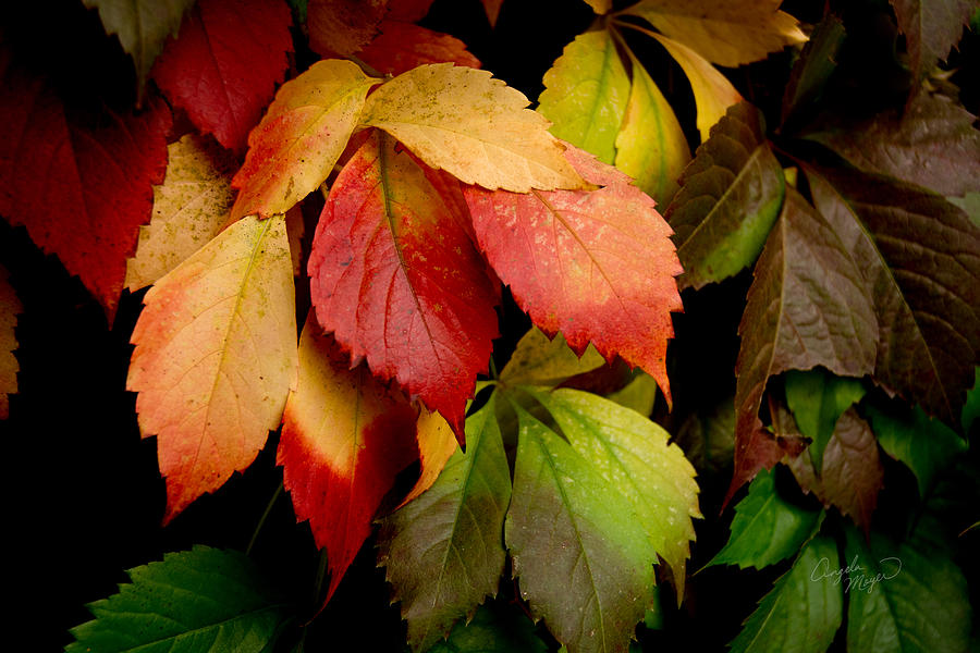 Autumn Leaves Photograph by Angela Moyer