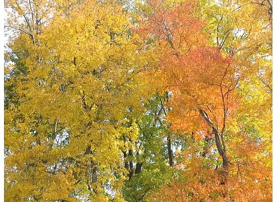 Fall Photograph - Autumn Leaves by Angela Smith