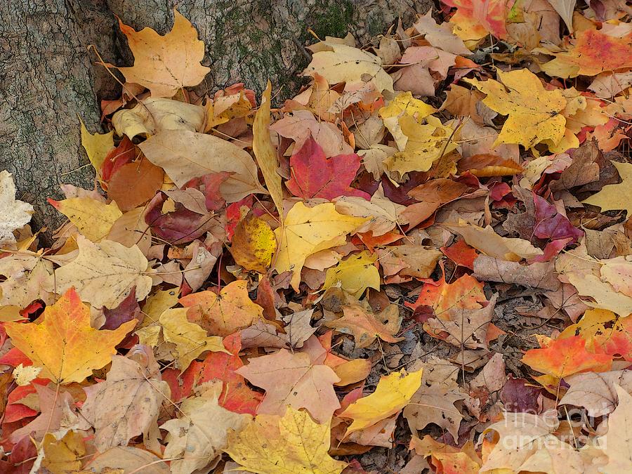 Autumn Leaves Photograph by Ann Horn