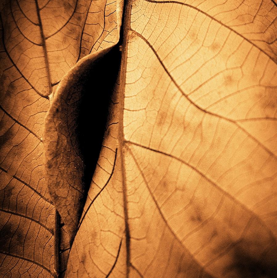 Autumn Leaves Photograph by Anne Thurston
