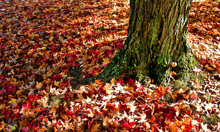 Autumn Leaves Photograph by April Reppucci
