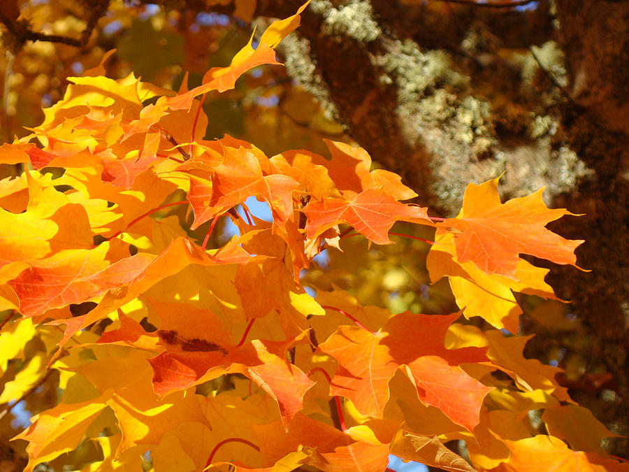 Fall Photograph - Autumn Leaves Art Print Yellow Orange by Patti Baslee
