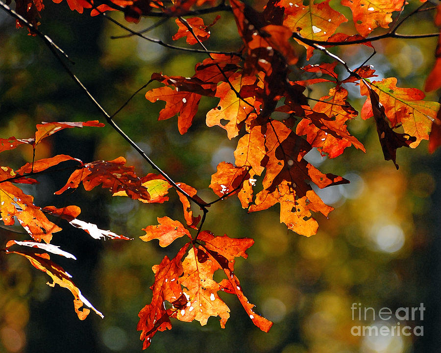 Autumn Leaves at Pandapas Pond Photograph by Kerri Farley