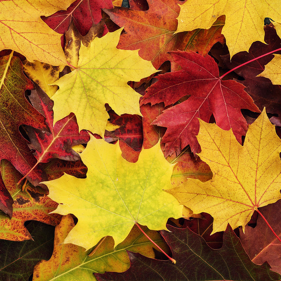 Autumn leaves background Photograph by Vishwanath Bhat