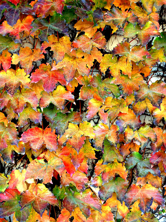 Autumn Leaves Photograph by Barbara J Blaisdell