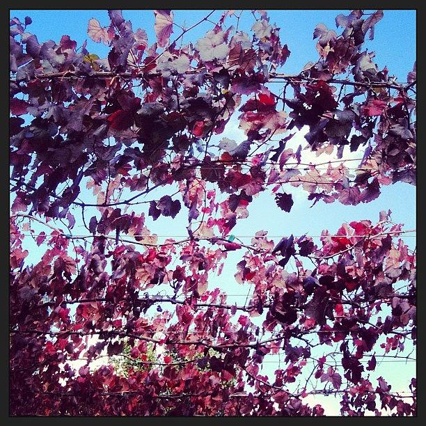 Fall Photograph - #autumn #leaves #blue #sky  #melbourne by Katie Ball