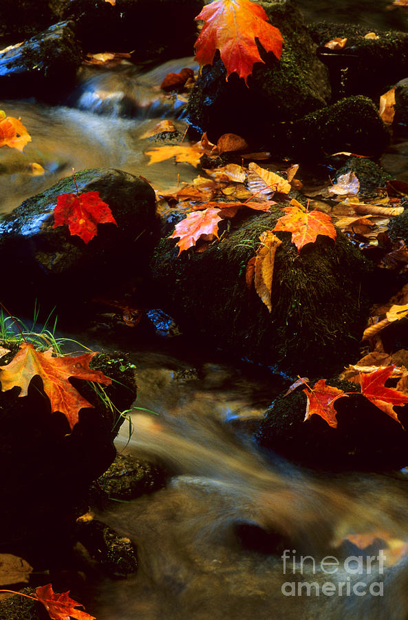 Autumn Leaves Photograph by Bob Christopher