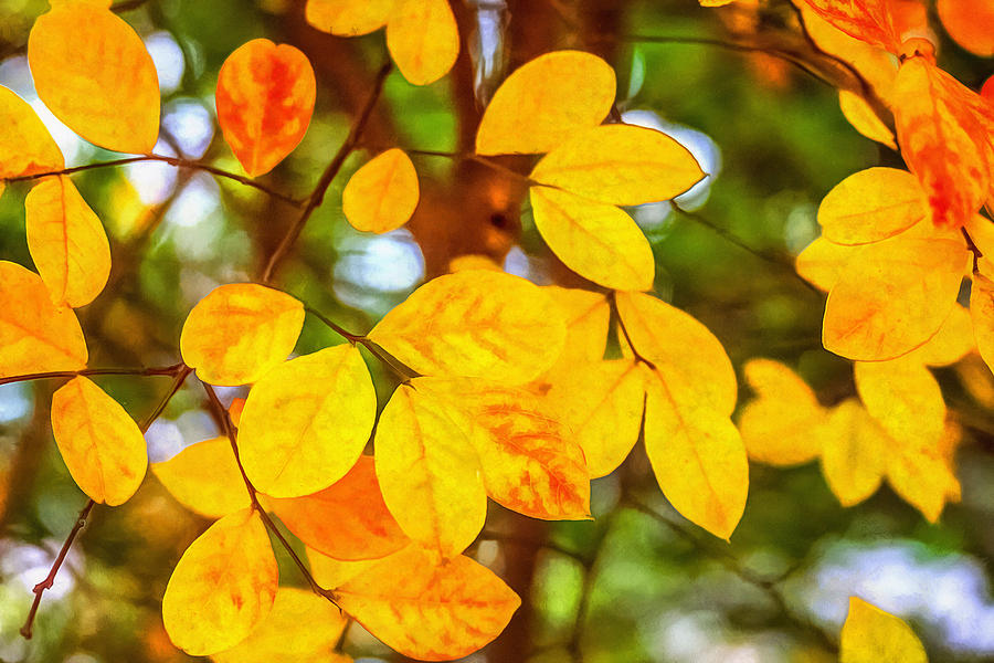 Autumn Leaves Photograph by CarolLMiller Photography