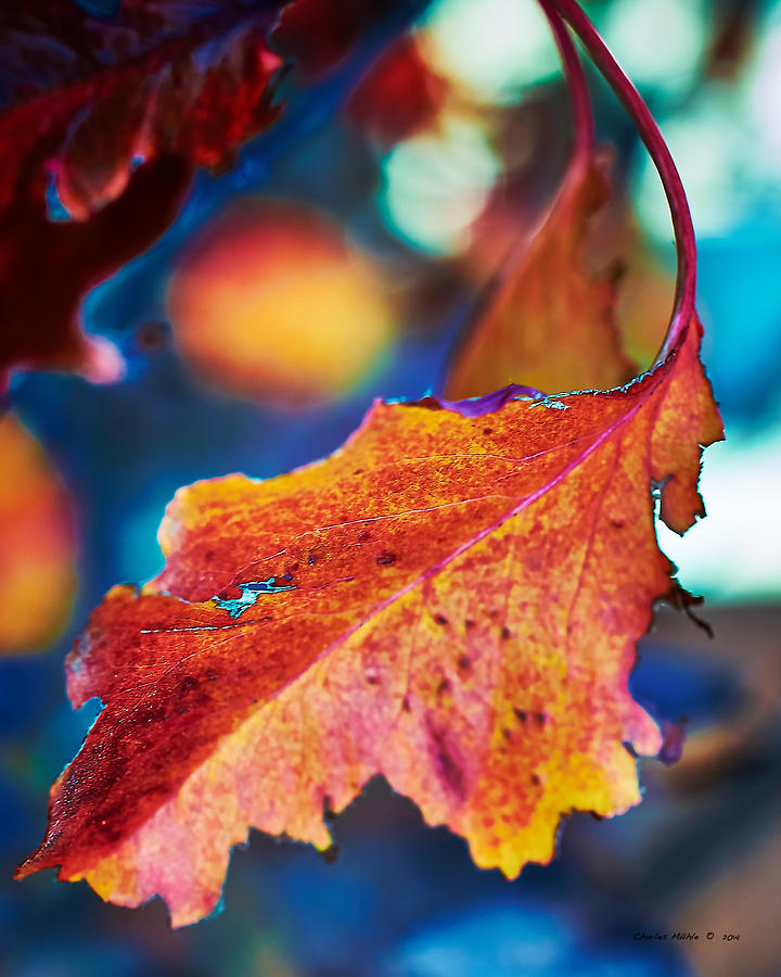 Autumn Leaves Photograph by Charles Muhle