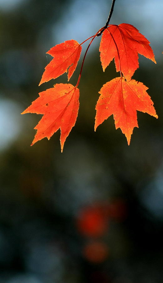 Nature Photograph - Autumn Leaves by Charles Shedd