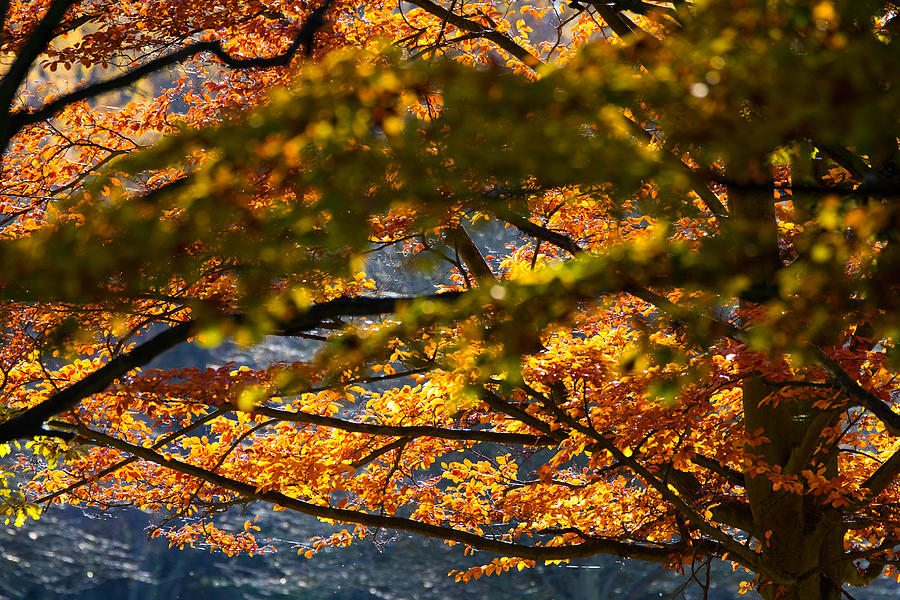 Autumn Leaves Photograph by Chris Clark