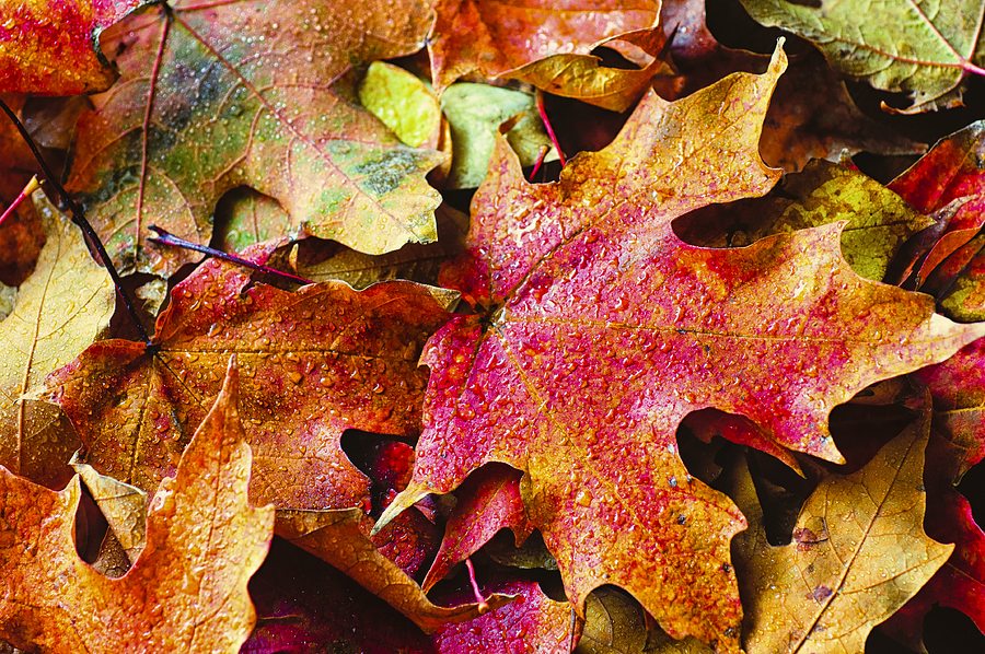Autumn Leaves Photograph by Christi Kraft