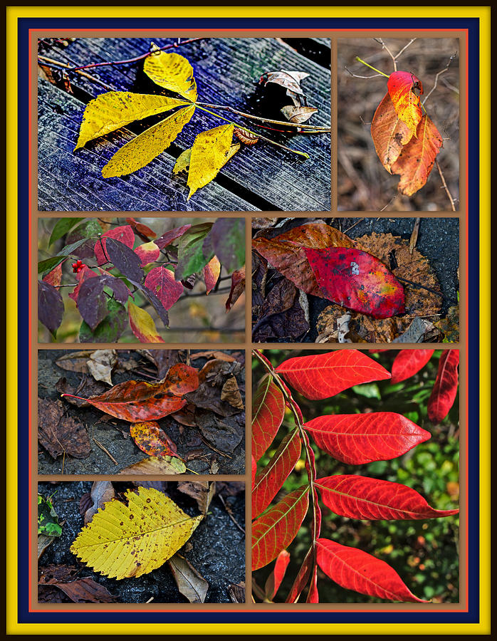 Autumn Leaves Come Tumbling Down Photograph by Carol Senske