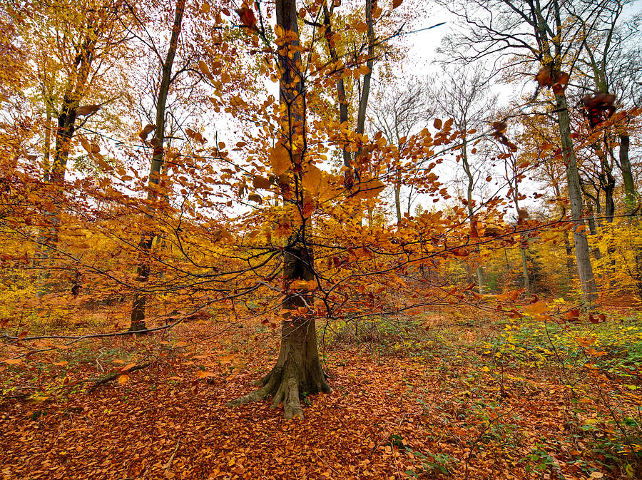 Autumn leaves Common Wood  Photograph by Gary Eason