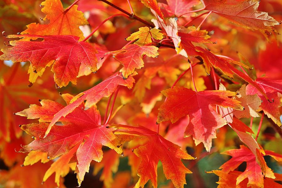 Fall Photograph - Autumn Leaves by Cynthia Guinn
