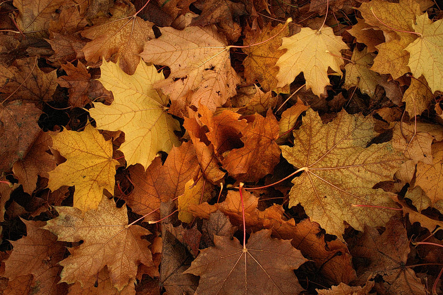 Autumn Leaves Photograph by Daniel Martin