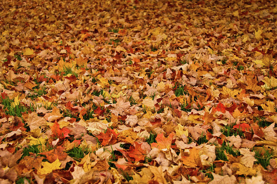 Autumn Leaves Photograph by Daniela Duncan