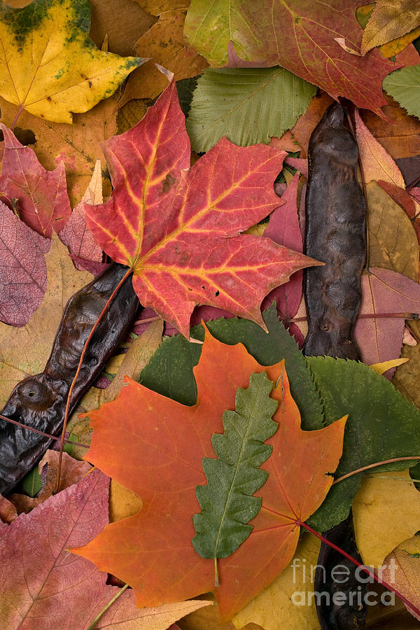 Autumn Leaves Photograph by David Grossman