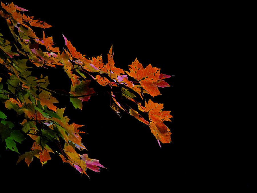 Autumn leaves Photograph by David Kay