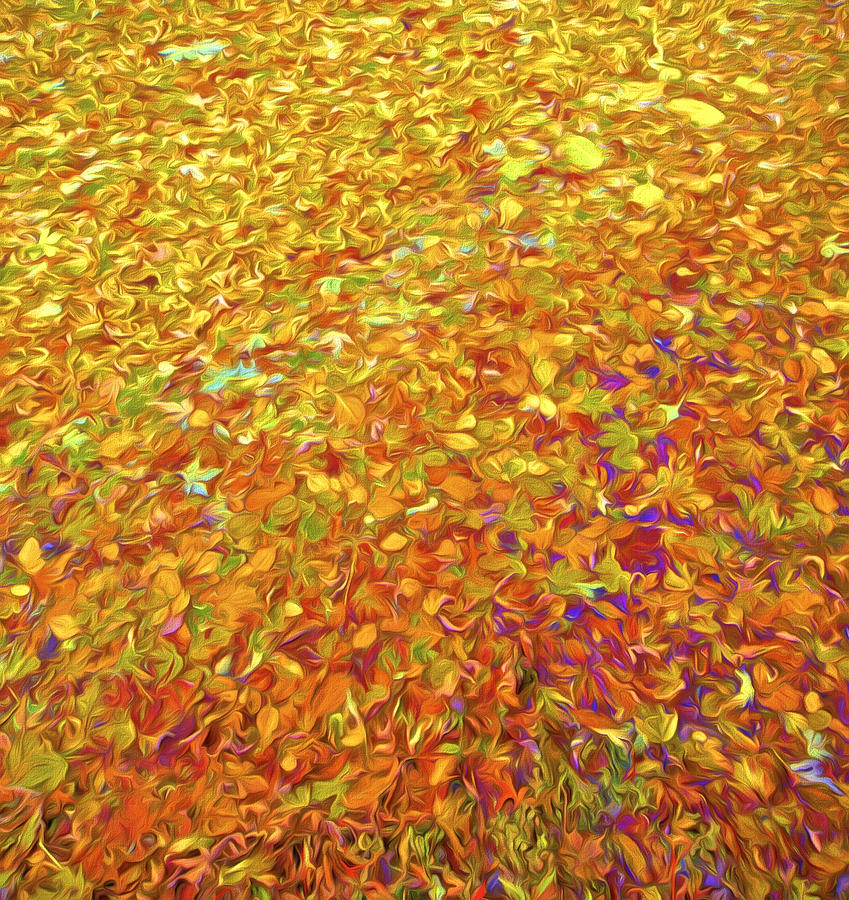 Autumn Leaves Photograph by David Letts