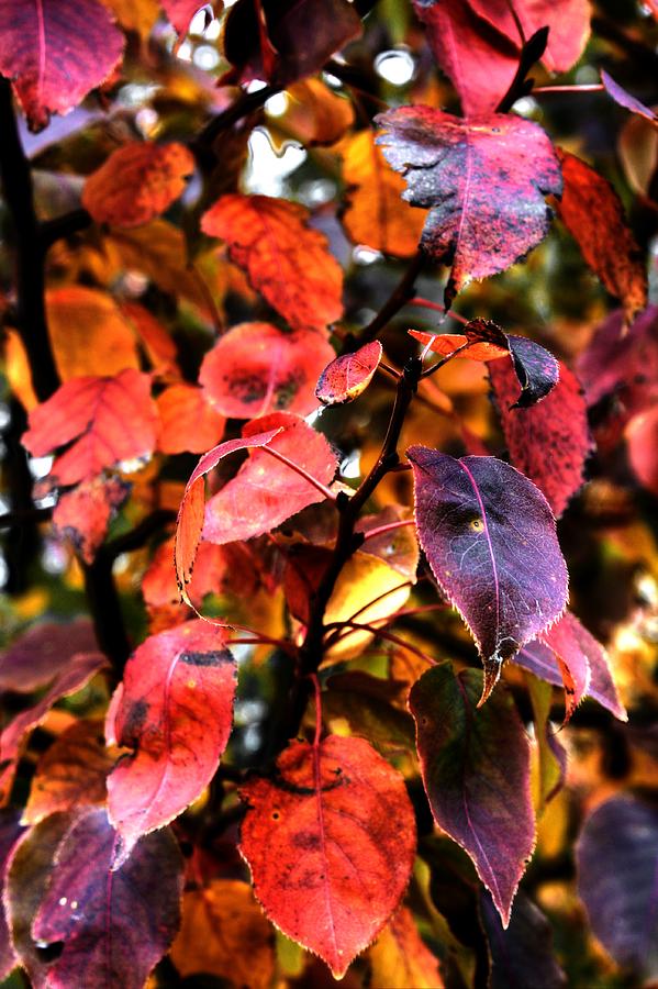Autumn leaves Photograph by David Matthews
