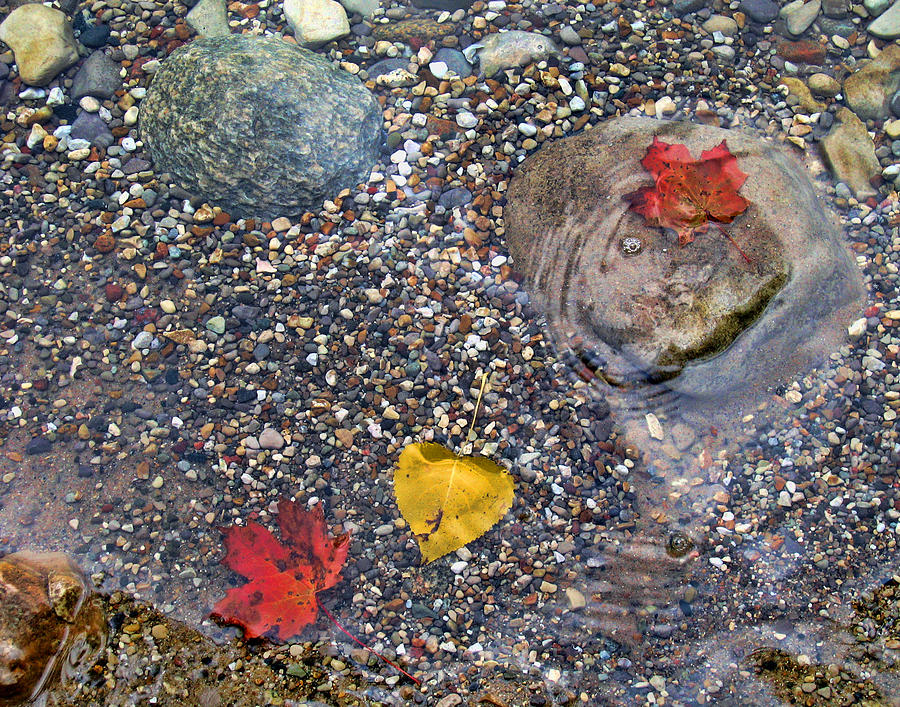 Autumn Leaves Photograph by Dean Ginther